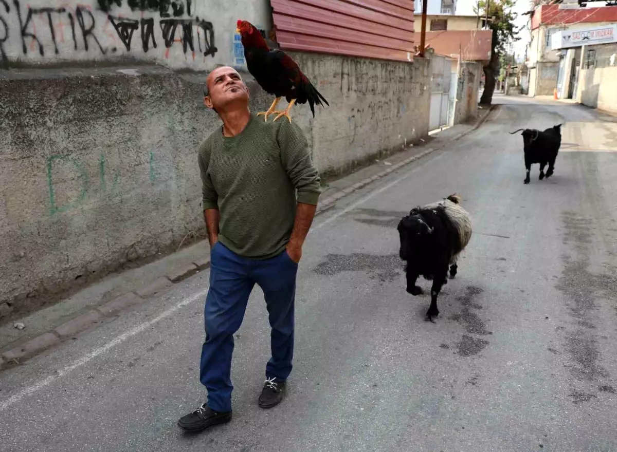 Adana’da Keçi ve Horoz Dostluğu