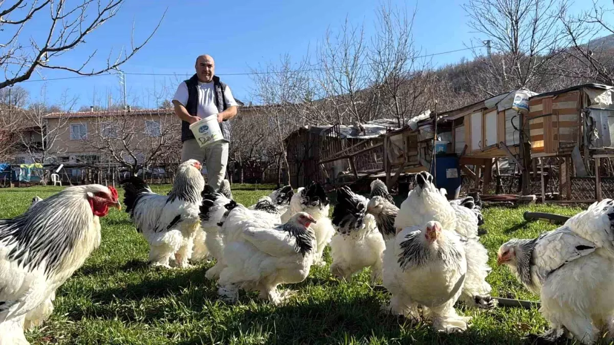 Tokat’ta Tavuk Yetiştiriciliği