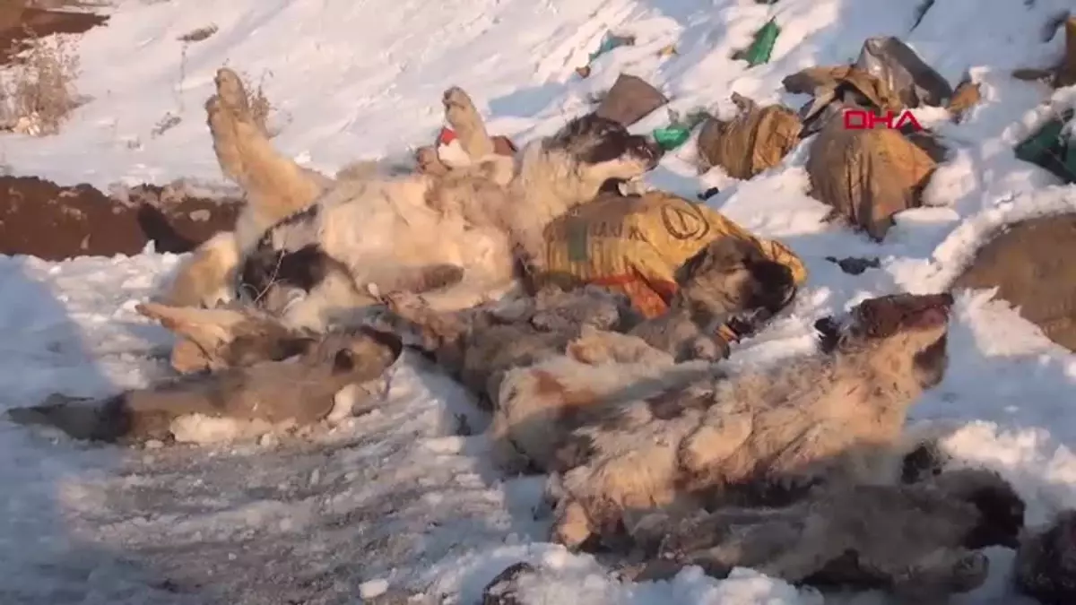 Yüksekova’da Ölü Köpekler Bulundu, Hayvanseverlerden Tepki